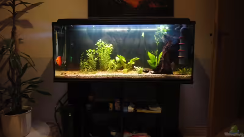 Aquarium Diskus von yellow (2)