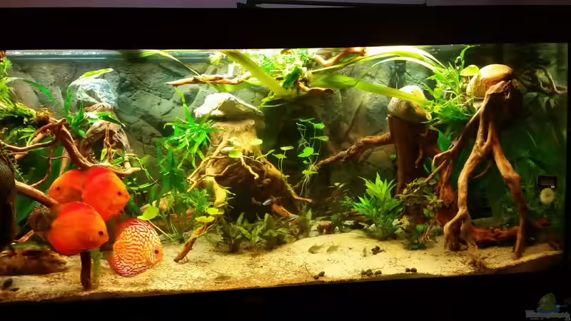 Aquarium Diskus Wonderworld von podoma (2)
