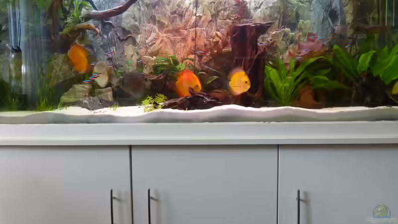 Aquarium Diskusaquarium von bo3 (3)