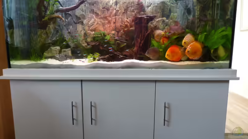 Aquarium Diskusaquarium von bo3 (4)