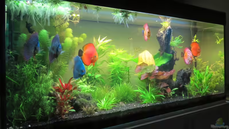 Aquarium Diskusbecken aufgelöst von Tristan (2)