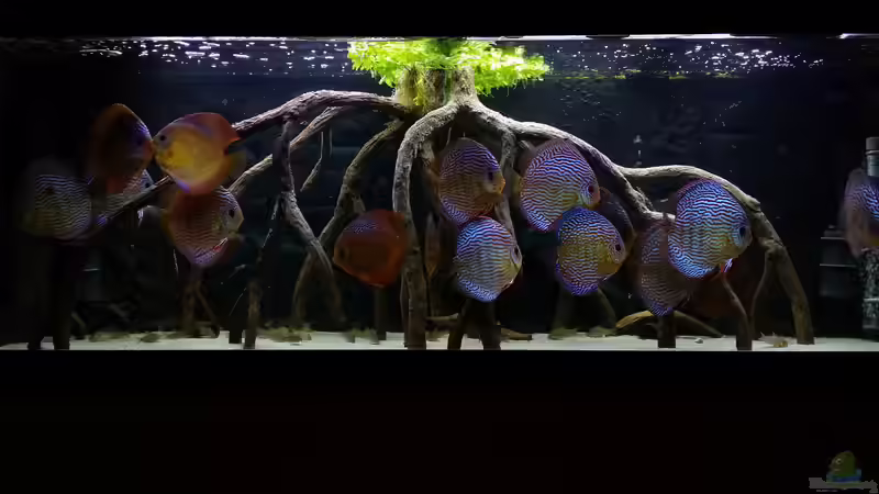 Aquarium Diskusbecken (Nur noch Beispiel) von Pirarucu (2)