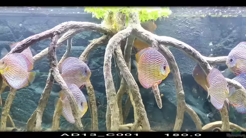 Aquarium Diskusbecken (Nur noch Beispiel) von Pirarucu (6)