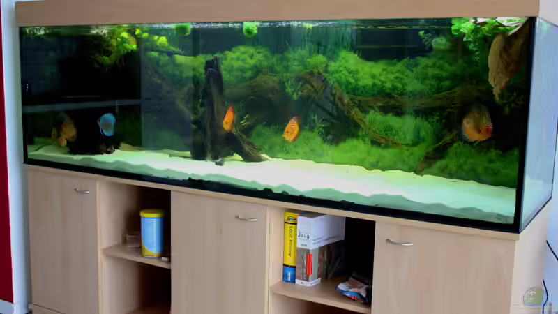 Aquarium Diskusbecken von DA PLACID (3)