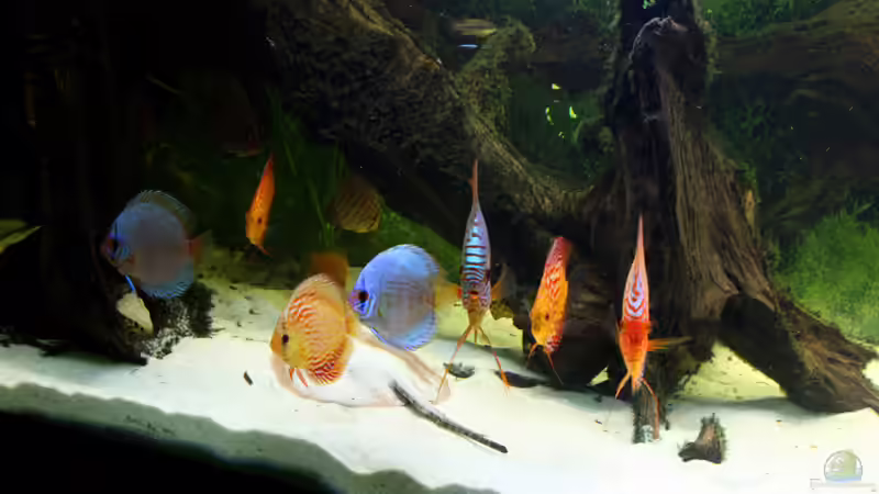 Aquarium Diskusbecken von DA PLACID (4)