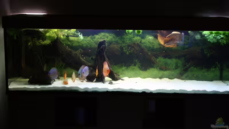Aquarium Diskusbecken von DA PLACID (5)