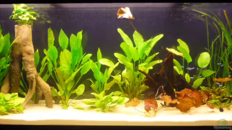 Aquarium Diskusbecken von Mario Coordes (6)