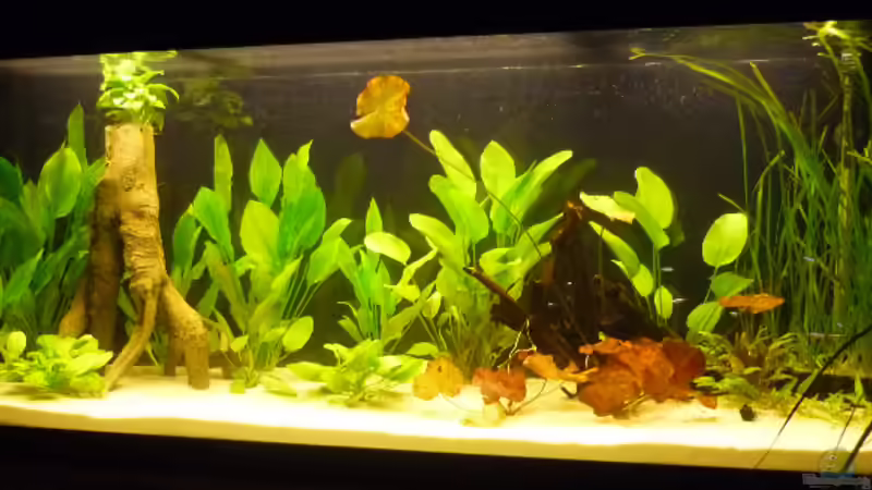 Aquarium Diskusbecken von Mario Coordes (7)