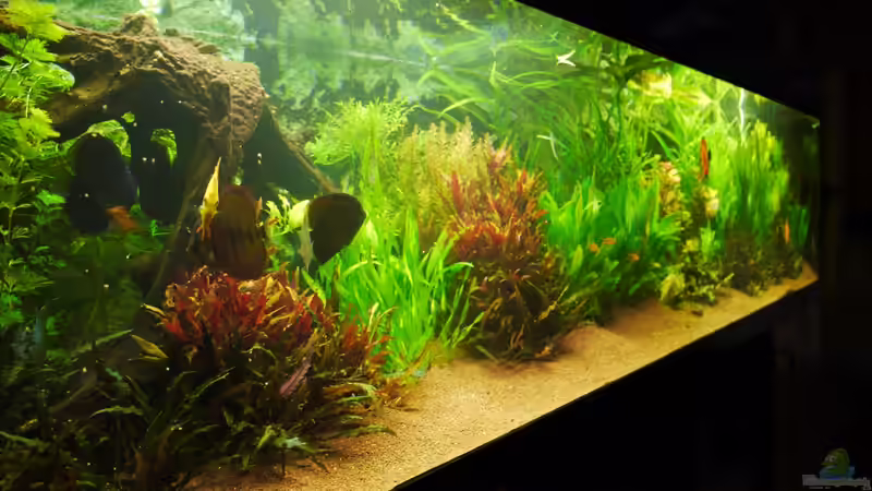 Aquarium Diskusbecken von Mella (3)