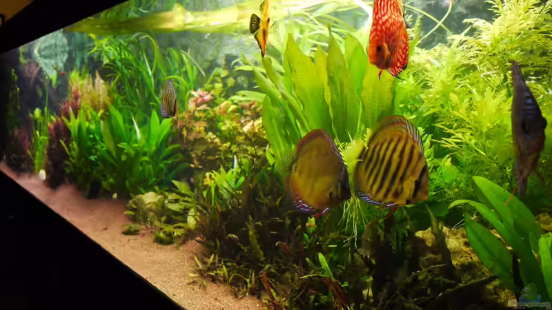 Aquarium Diskusbecken von Mella (4)