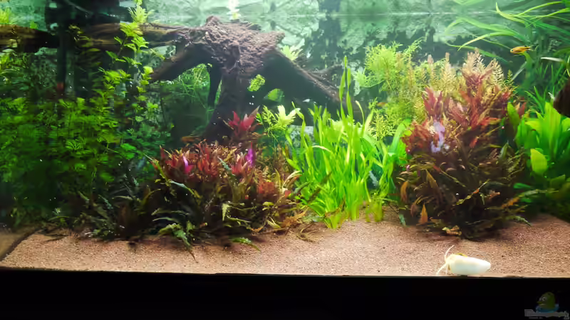 Aquarium Diskusbecken von Mella (5)