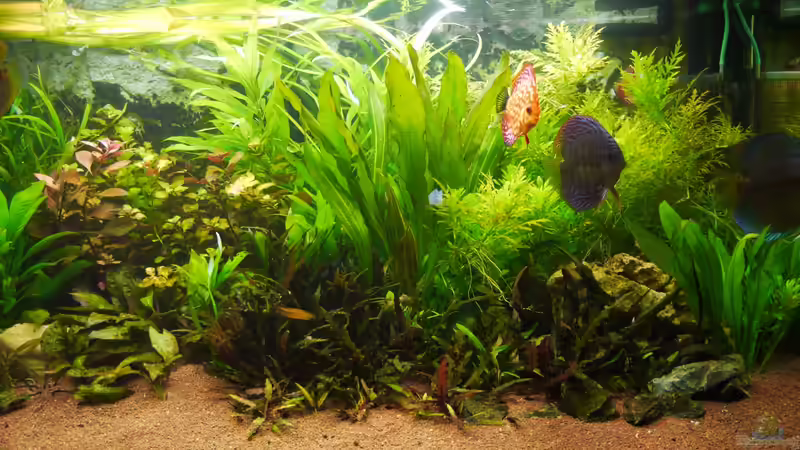 Aquarium Diskusbecken von Mella (6)