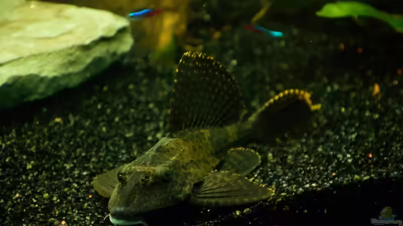 Aquarium Diskusbecken von Roosewels (4)