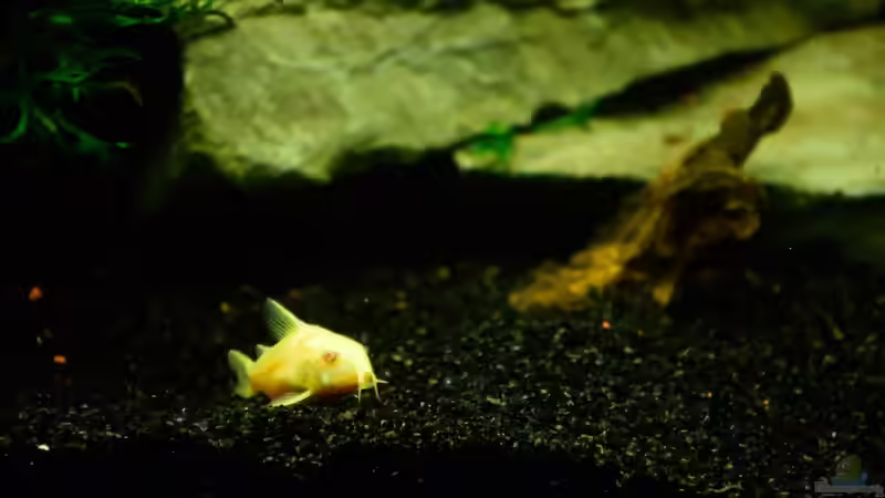 Aquarium Diskusbecken von Roosewels (5)