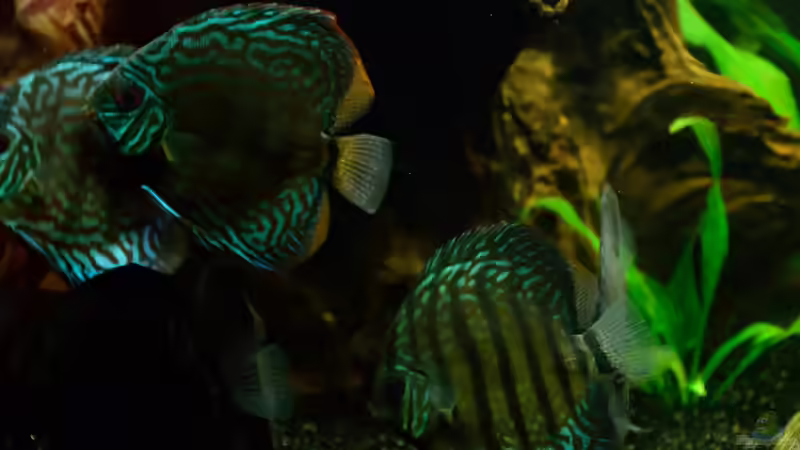 Aquarium Diskusbecken von Roosewels (6)