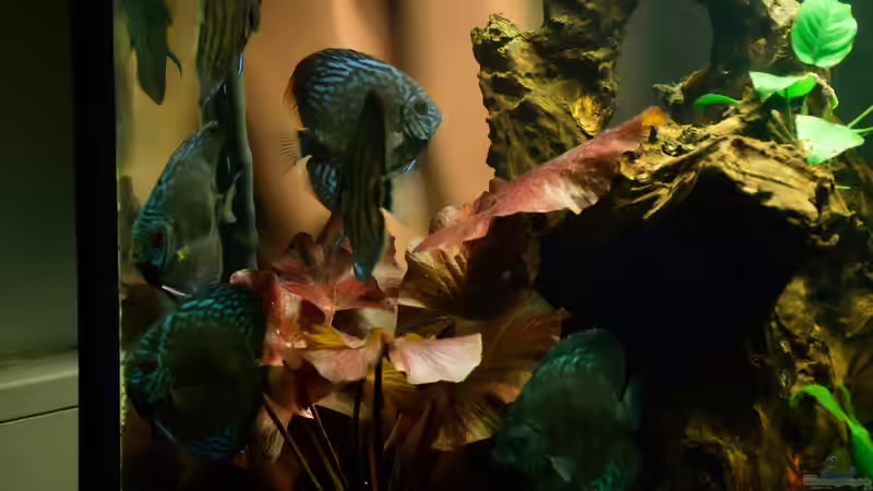 Aquarium Diskusbecken von Roosewels (7)