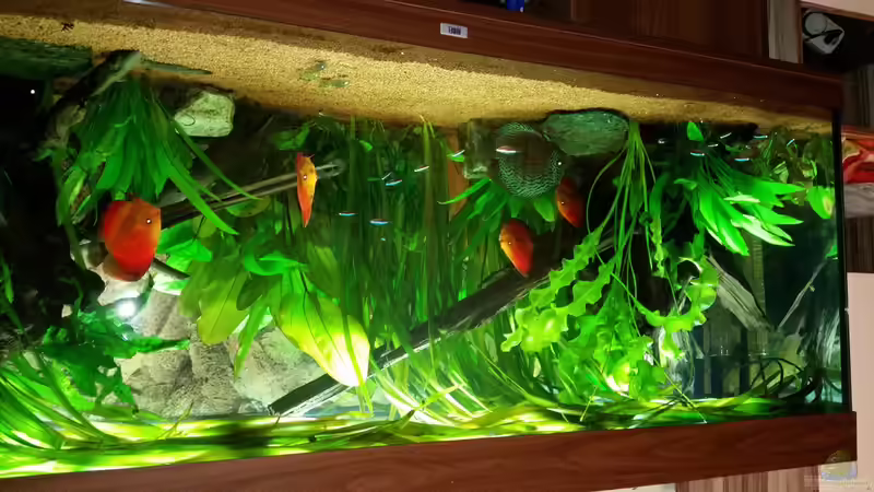 Aquarium Diskustraum von podoma (3)