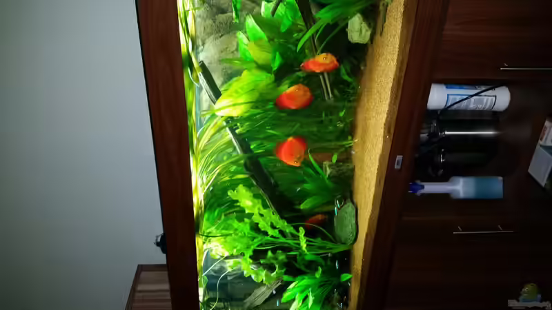 Aquarium Diskustraum von podoma (5)