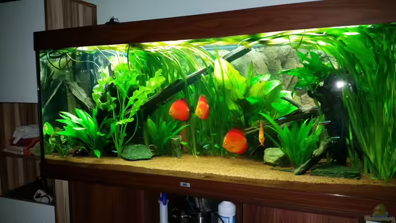 Aquarium Diskustraum von podoma (6)