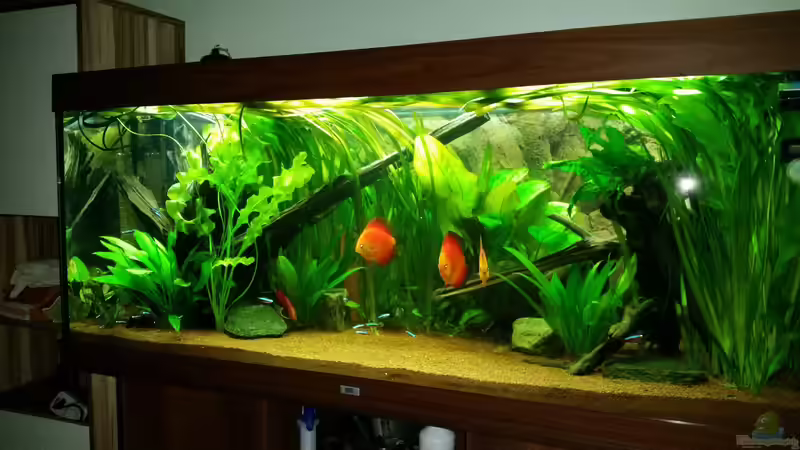 Aquarium Diskustraum von podoma (7)