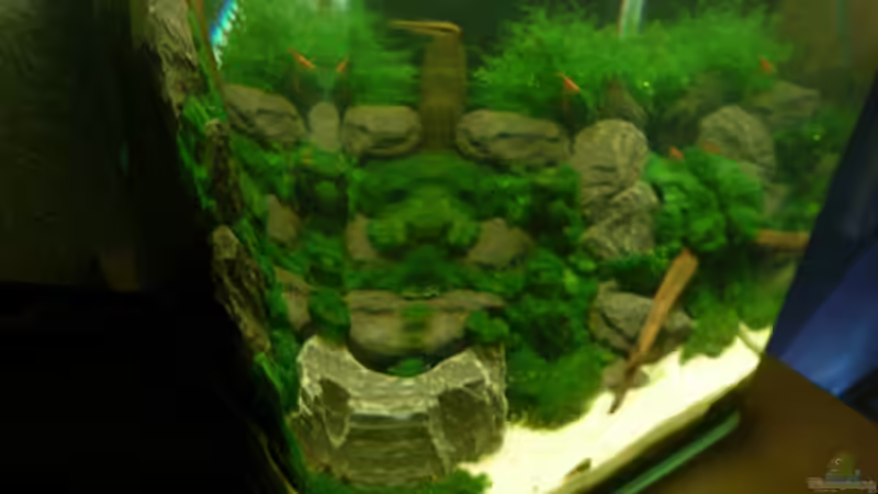 Aquarium DNC von Cichlid Power (2)