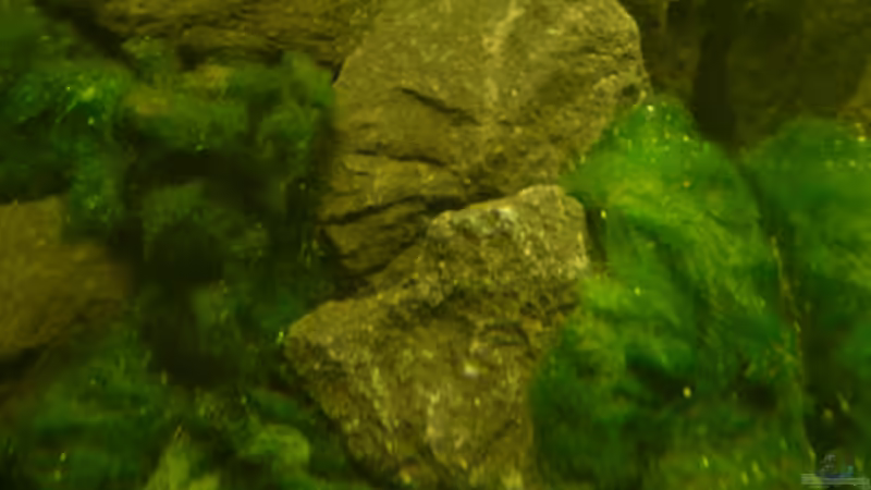 Aquarium DNC von Cichlid Power (3)