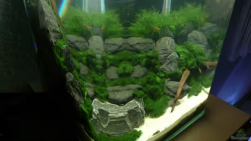 Aquarium DNC von Cichlid Power (6)