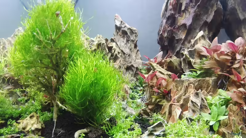 Aquarium Dragon von bLy (2)