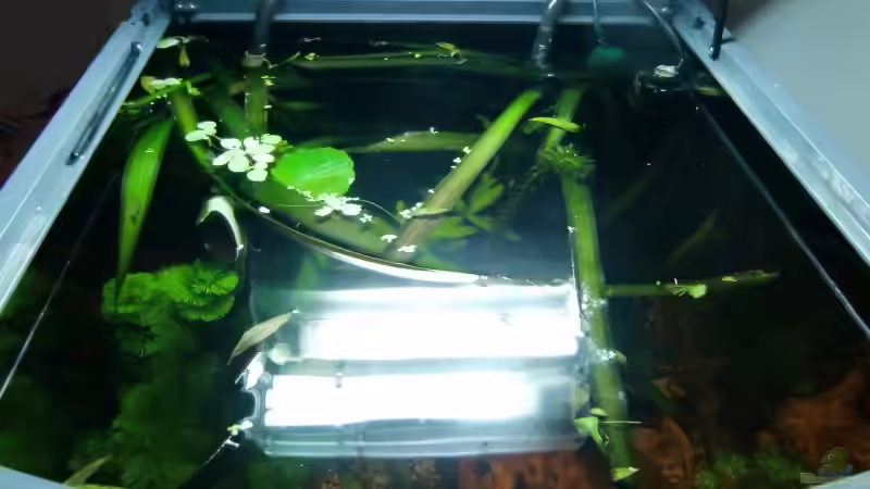 Aquarium Dream of Amerika von kili (2)