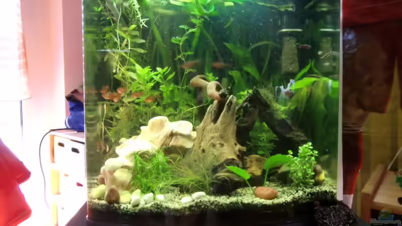 Aquarium Dream of Amerika von kili (3)