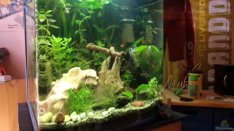 Aquarium Dream of Amerika von kili (4)