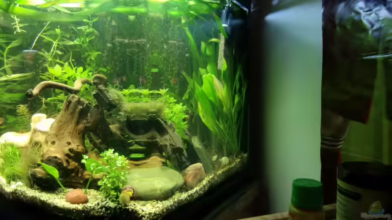 Aquarium Dream of Amerika von kili (6)