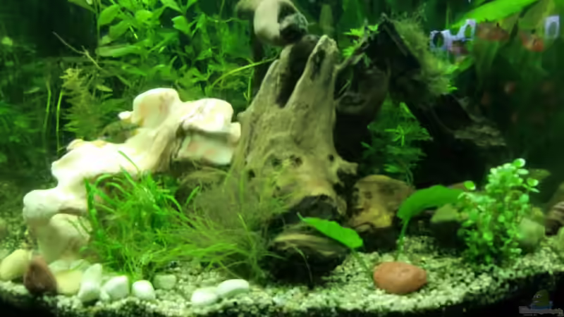 Aquarium Dream of Amerika von kili (7)