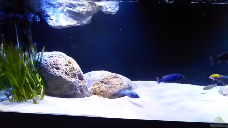 Aquarium Dream of Njassasee von Okrim (6)