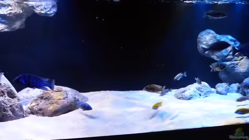 Aquarium Dream of Njassasee von Okrim (8)