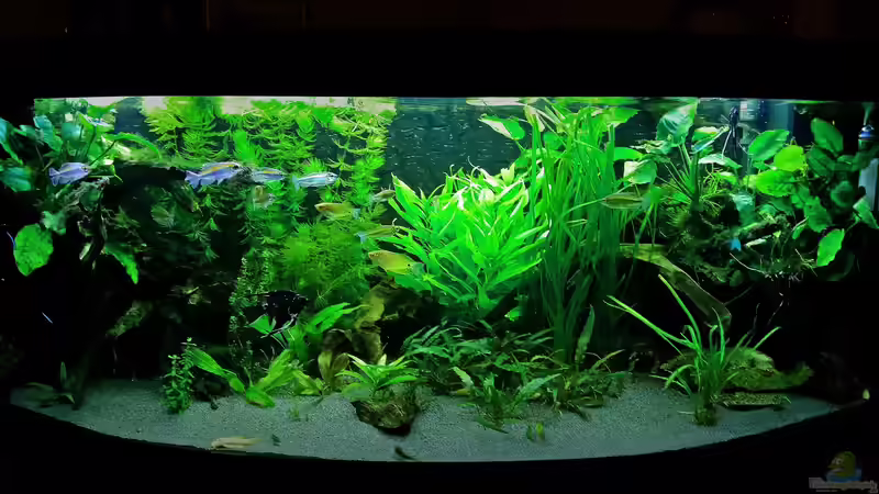 Aquarium Dream von Krüml (2)