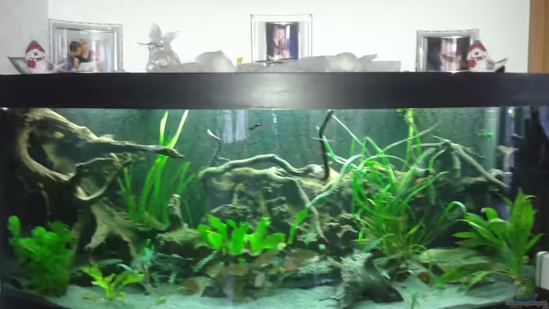 Aquarium Dream von Krüml (3)