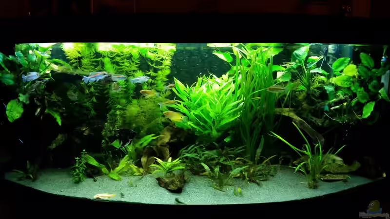 Aquarium Dream von Krüml (4)