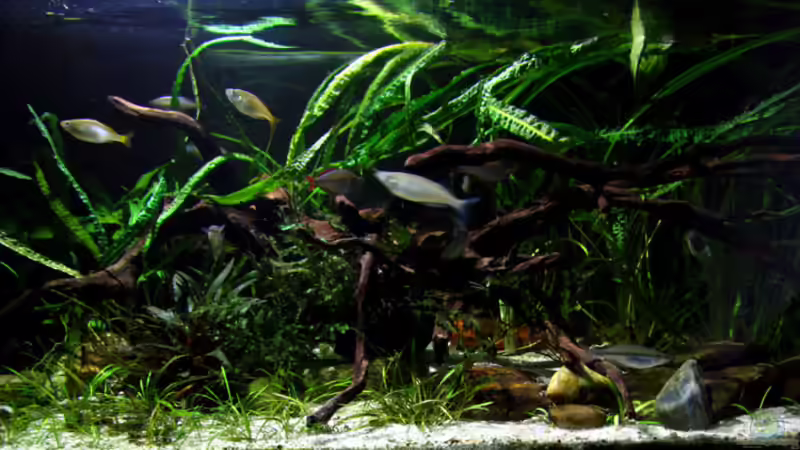 Aquarium Driftwood von wsc (2)
