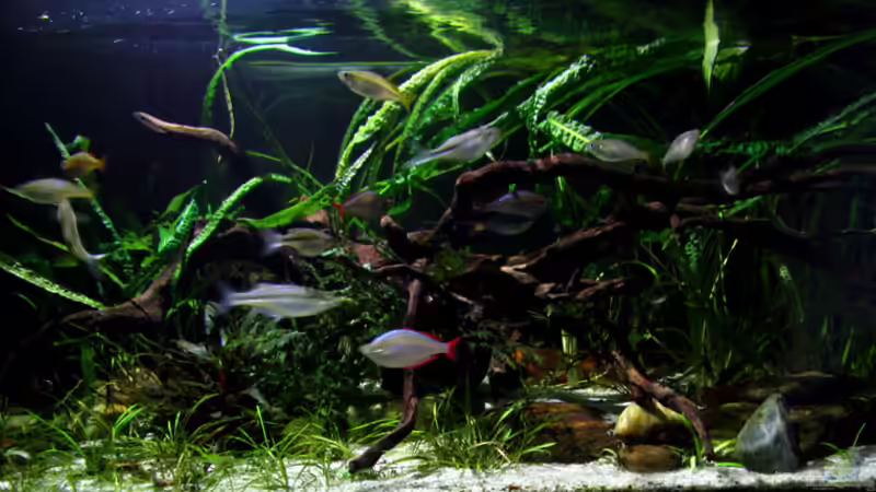 Aquarium Driftwood von wsc (4)
