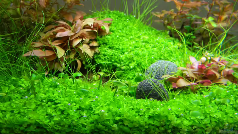 Aquarium Dry Start Scape Mein Nanoprojekt von Alfur (5)