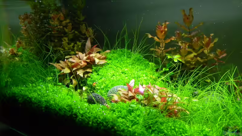 Aquarium Dry Start Scape Mein Nanoprojekt von Alfur (7)