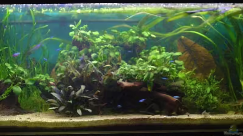 Aquarium Dschungel von Die Juli (2)
