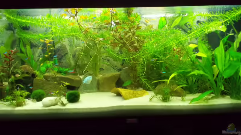 Aquarium Dschungel von Thomas Huber (6)