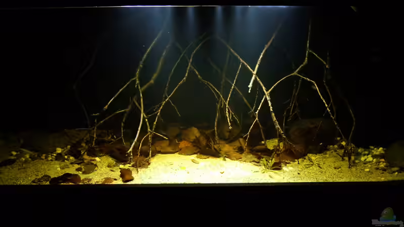 Aquarium Dunkles Amazonasdikicht von ManiacXL (10)