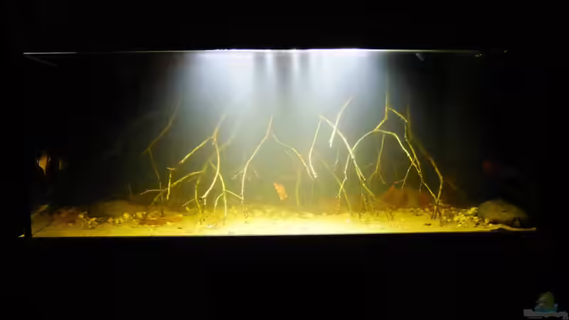 Aquarium Dunkles Amazonasdikicht von ManiacXL (2)