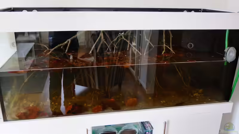 Aquarium Dunkles Amazonasdikicht von ManiacXL (3)