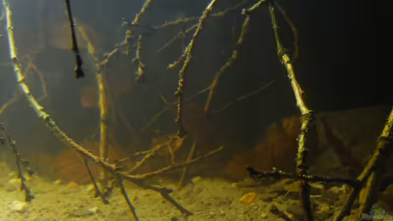 Aquarium Dunkles Amazonasdikicht von ManiacXL (4)