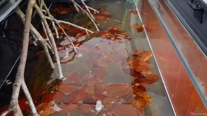 Aquarium Dunkles Amazonasdikicht von ManiacXL (5)
