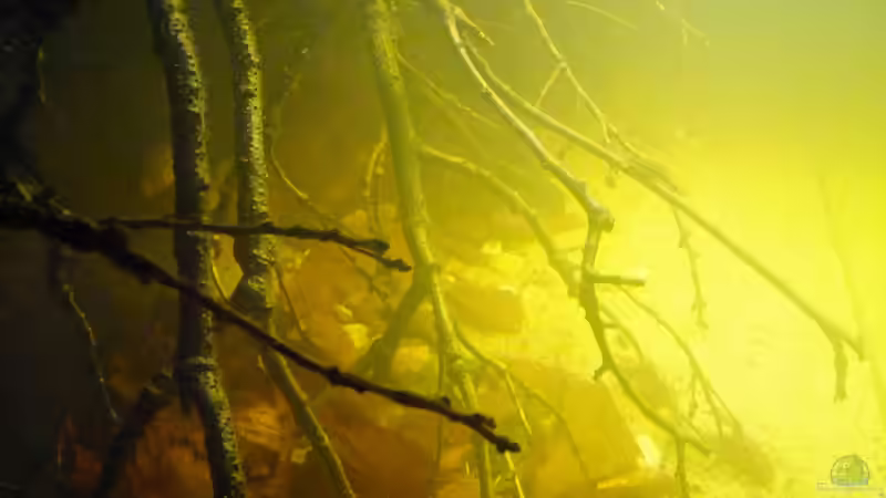 Aquarium Dunkles Amazonasdikicht von ManiacXL (6)